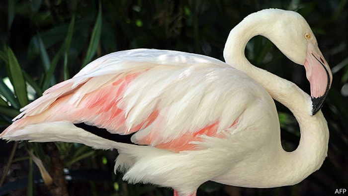 Dünyanın En Yaşlı Flamingosu Öldü