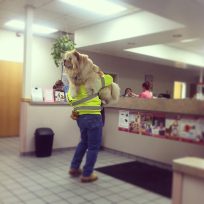 Doktordan Sadece Siz Korkmuyorsunuz! Veteriner Korkusu Yaşayan 20 Zavallı Köpek