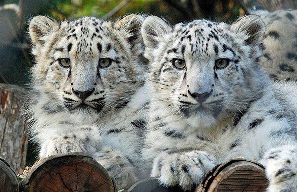 300 dolayında kar leoparının yaşadığı Kırgızistan ise 2015’i ‘kar leoparı yılı’ olarak kutlayacak.
