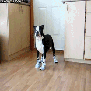 s-c150bcba20b5c12d81daeafcf3a9dd73c91e7b27.gif