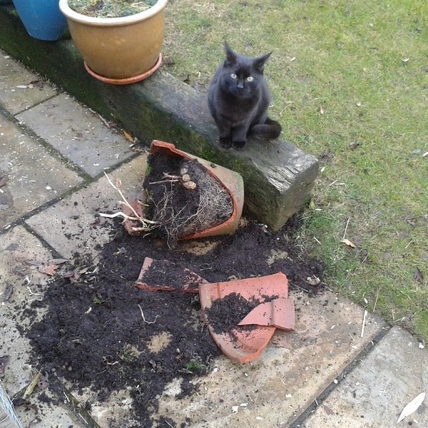 Хрупкие вещи после появления кошек, а вернее то, что от них осталось.