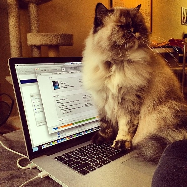 Компьютер после кошек.