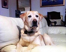Köpeğin Dilekçesi Kabul Edildi