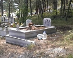 Bolu’da 8 Yıldır Sahibinin Mezarını Bekleyen Köpek!