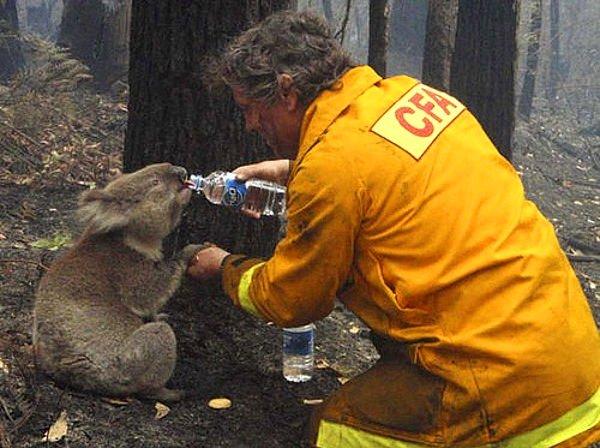 3. Avustralya'da orman yangınından kurtardığı koalaya su ile ilk müdahaleyi yapan bu görevli.
