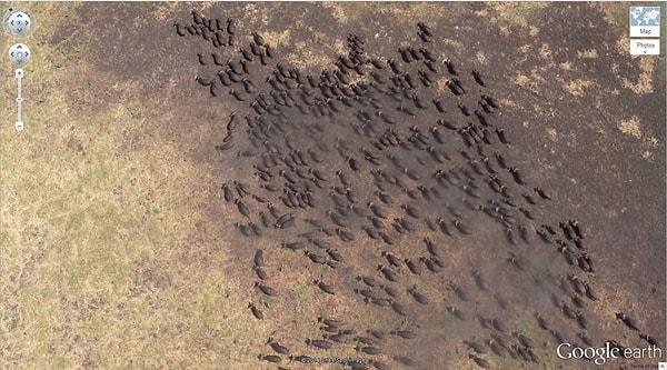 4. Buffalo Sürüsü, Kigosi Doğal Yaşam Alanı, Tanzanya