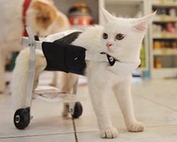 'Cani Ruhlu Biri Yapmış'