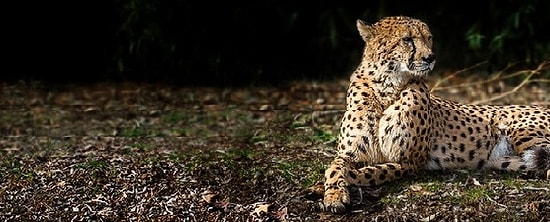 Wp Fastest Cache ile Wordpress Hızlandırma