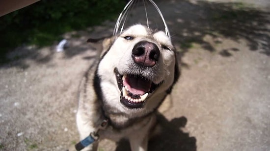 Kafasını Sevdiren Köpekten Daha Tatlı Ne Olabilir?