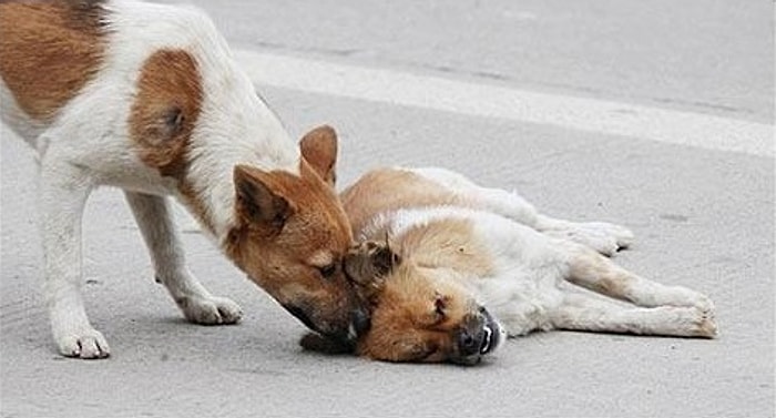 Hayvanların da Hisleri Olduğunu Tahmin Ediyorduk Fakat Bu Çok Çarpıcı Bir Örnek