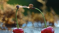 Doğadaki Minik Yaratıkların 23 Muhteşem Fotoğrafı