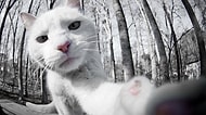 Sizden Daha İyi Selfie'leri Olan 26 Kedi