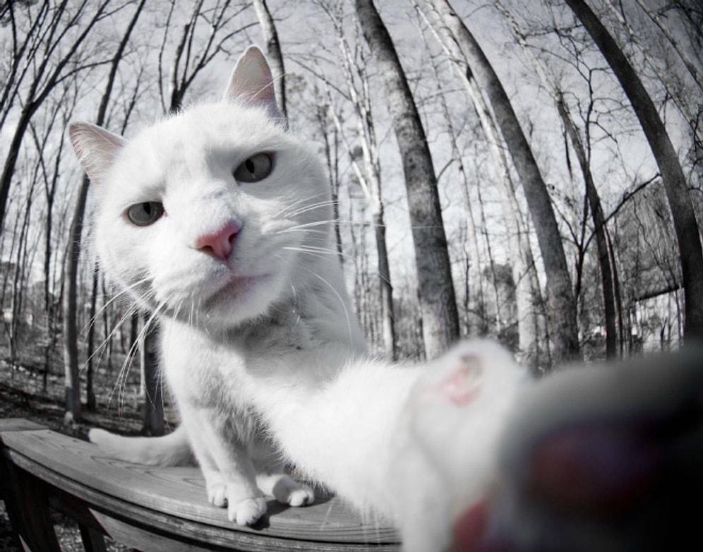 Sizden Daha İyi Selfie'leri Olan 26 Kedi
