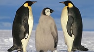 Penguenlerin Dünyanın En Tatlı Hayvanları Olduğunu Gösteren 20 GIF