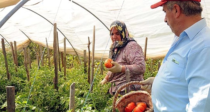 Kayıp Domates Bulundu!