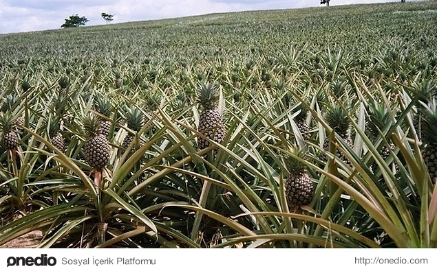 Ananas aslında meyve değildir ve tarlada bu şekilde büyür.