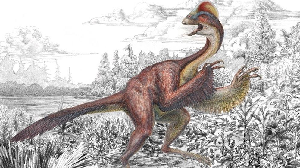 Tavuk Görünümlü Dinozor Keşfedildi