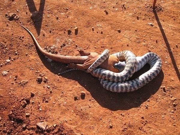 5. Büyük kertenkelelerle beslenen yılanlar