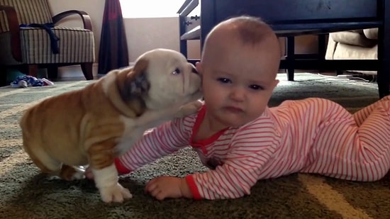 Yavru Bulldog'dan Bebeğe Öpücük