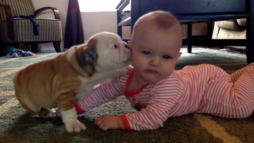 Yavru Bulldog'dan Bebeğe Öpücük