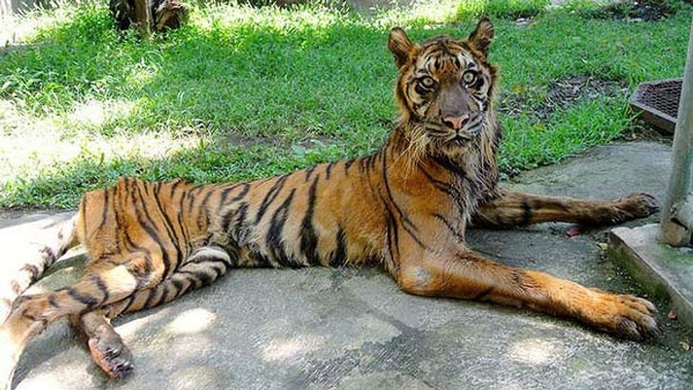 'Ölüm Bahçesi' Olarak Bilinen Hayvanat Bahçesinden Yürek Sızlatan Kareler