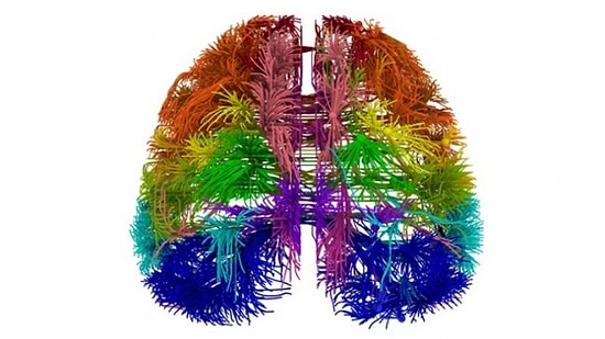 Beynin Sırlarını Çözecek Yeni Harita