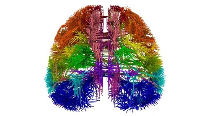 Beynin Sırlarını Çözecek Yeni Harita