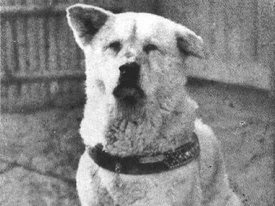 Dünyayı Şaşırtan Köpek: Hachiko!