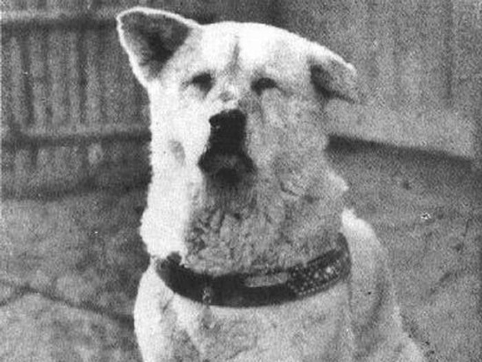 Dünyayı Şaşırtan Köpek: Hachiko!