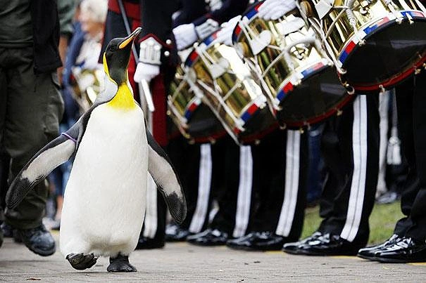 Norveç bir penguene şövalye nişanı verdi