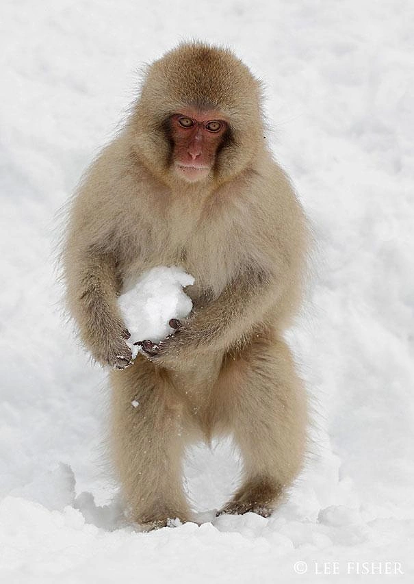 Japon Åebek maymunlarÄ± eÄlence iÃ§in kar topu yaparlar