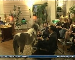 Adnan Oktar Canlı Yayına At Çıkardı İzle