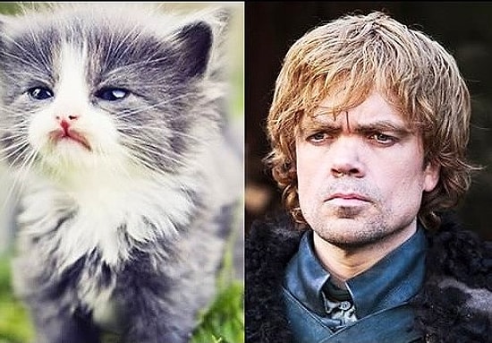 Game of Thrones Karakterlerinin Kedi Halleri: Cat Of Thrones