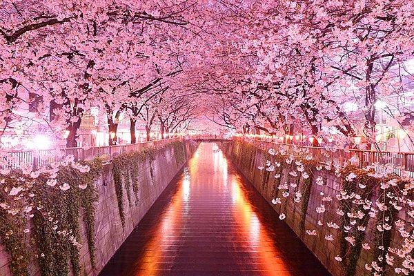 17. Kiraz Çiçekleri, Japonya