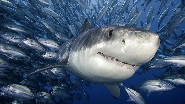 24. Her yıl ortalama olarak 8-12 adet insan, köpekbalığı saldırıları sebebiyle ölmektedir.