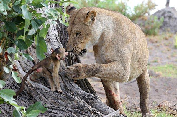 4. Bir dişi aslan kibarca ve merakla babunu incelemeye başladı. Yavrunun canı yanmıştı ve korkuyordu.