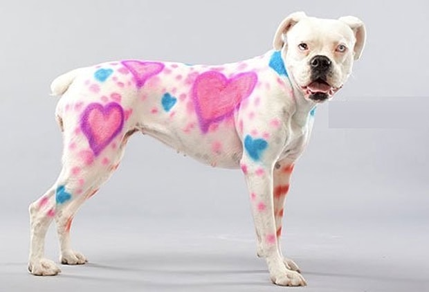 Evcil Hayvaninizin Sizden Nefret Etmesini Saglayacak 19 Urun