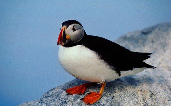 10. Deniz papağanı kalbi-İzlanda