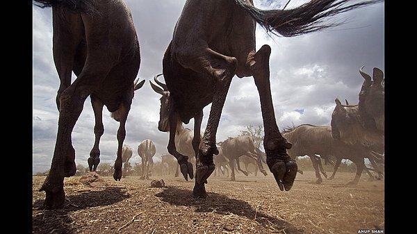 Anup Shah, Kenya'da Masai Mara Ulusal Parkı'ndaki bu antilopların fotoğrafını 2011 yılında çekmiş. Kidman Cox, "Bu tip fotoğrafları çekmek kolay değildir... Tutkulu ve heyecanlılar. Çok farklı yollardan tanıtılan doğal hayatı böyle görmek ömür boyu unutulmayacak bir deneyim" diyor.