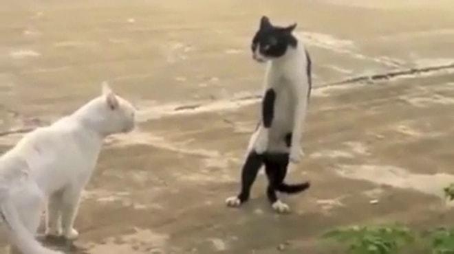 Görüp Görebileceğiniz En İyi, En Komik Kedi Videosu! Adeta Bir "Best of"