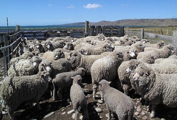 5. Adam başı 350 koyun - Falkland Adaları (BK)