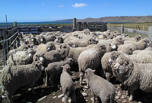 Adam başı 350 koyun - Falkland Adaları (BK)