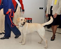 ABD Dışişleri Bakanı'nın Köpeği İçin Twitter Hesabı Açıldı!