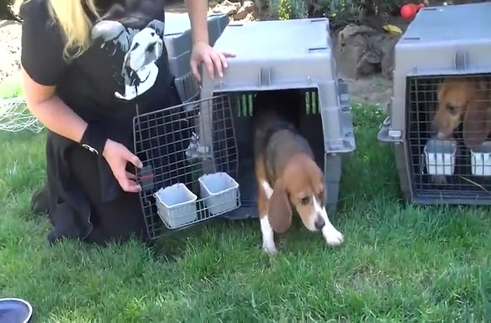 İlk Kez Çim Gören Köpeğin Tepkisi