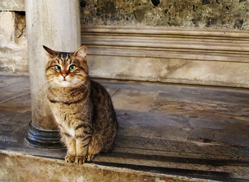 Dünyanın En Güzel Kedileri Bu Şehirde Yaşıyor Dedirtecek 20 İstanbul