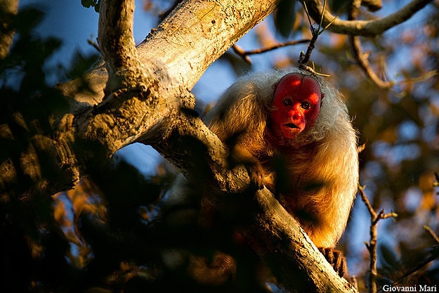 Kel Uakari