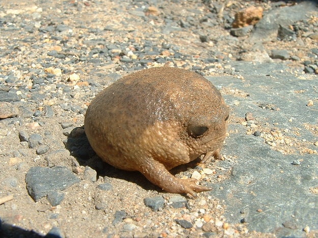 Cape Yağmur Kurbağası