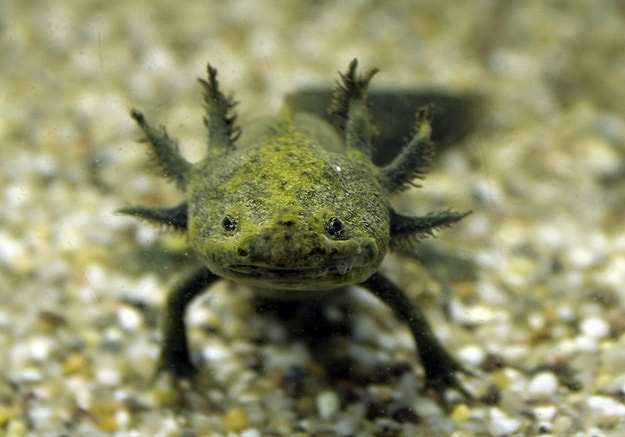Aksolotl