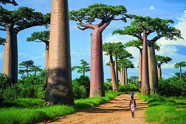 20. Boabab Ağaçları, Madagaskar