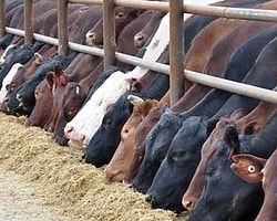 Sınır İllerinde Türeyen 'Afrika Hastalığı' Hayvanları Telef Ediyor
